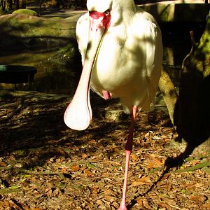 African Spoonbill