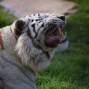 White tiger missing a tooth - Panthera tigris