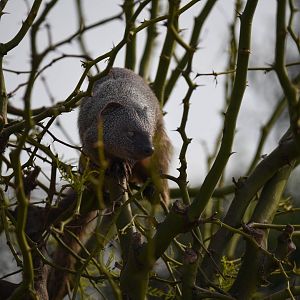 Arboricol egyptian mongoose - Herpestes ichneumon