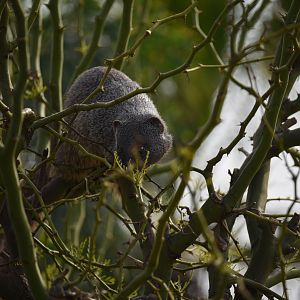 Arboricol egyptian mongoose - Herpestes ichneumon