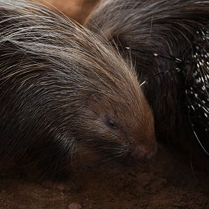 Crested porcupine - Hystrix cristata