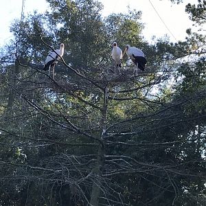 Yellow-billed storks