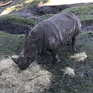 White rhinoceros