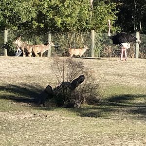 Greater kudu & ostrich