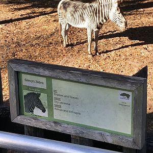 Grevy’s zebra