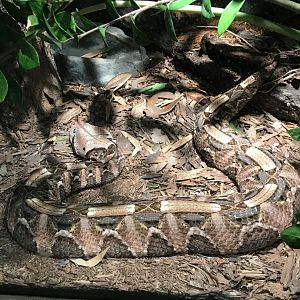 Gaboon viper