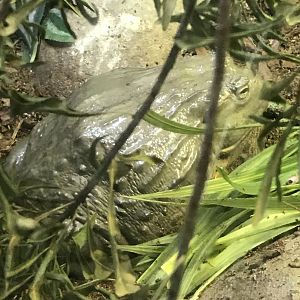 African bullfrog