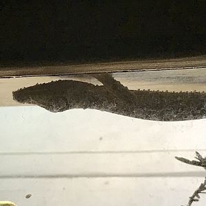 Henkel’s leaf-tailed gecko