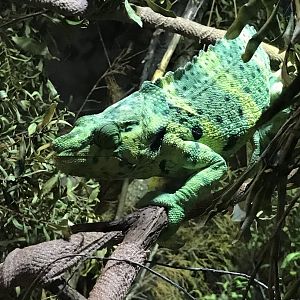 Meller’s chameleon