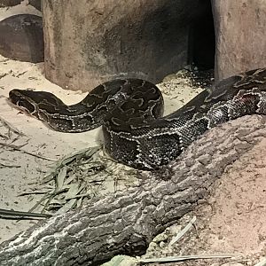 African rock python