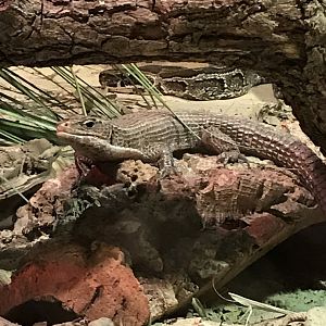 Western plated lizard