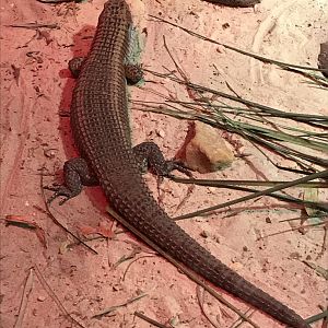 Western plated lizard