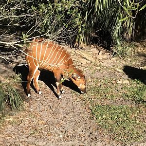Eastern bongo