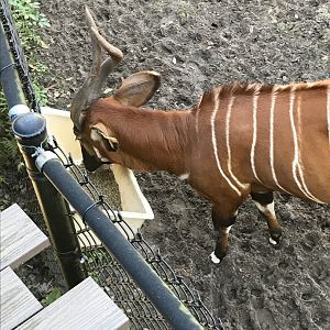 Eastern bongo