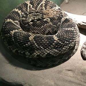 Eastern diamondback rattlesnake