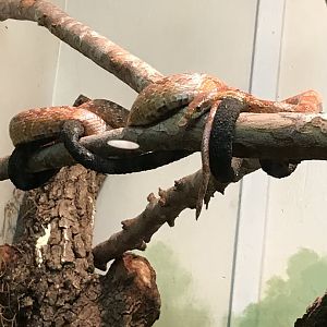 Corn snake