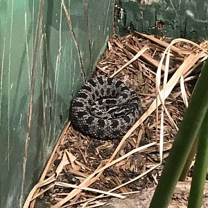 Dusky pygmy rattlesnake