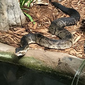Florida cottonmouth