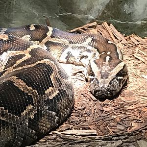 Burmese python