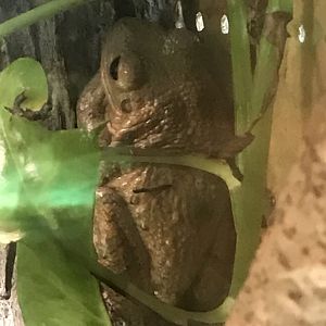Cuban tree frog