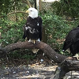 Bald eagle