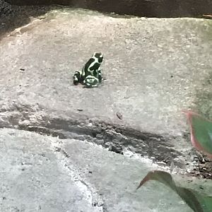 Green and black poison dart frog