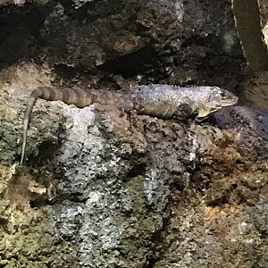Utila spiny-tailed iguana