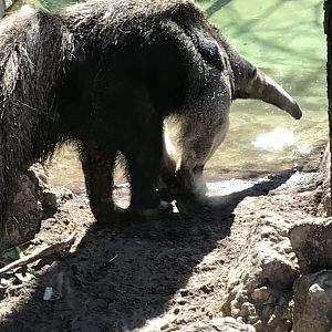 Giant anteater