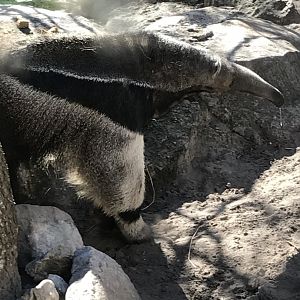 Giant anteater