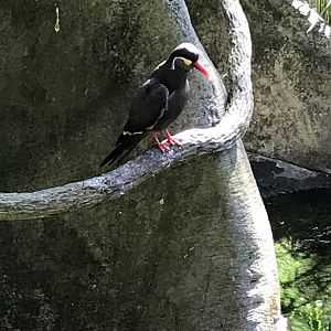 Inca tern