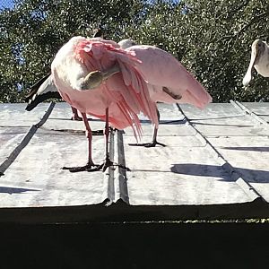 Roseate spoonbills