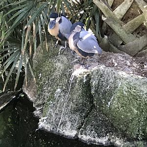 Boat-billed herons