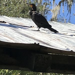 Double-crested cormorant