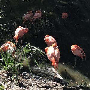 Caribbean flamingos