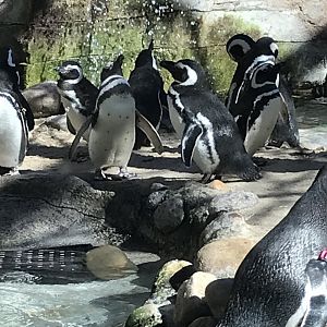 Magellanic penguins