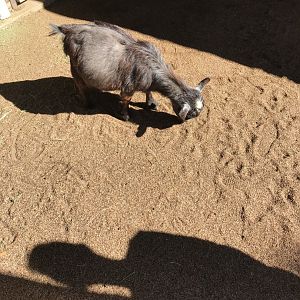 West African pygmy goat