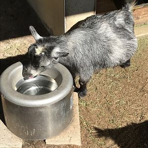 West African pygmy goat