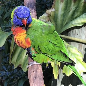 Rainbow lorikeet