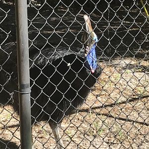 Southern cassowary