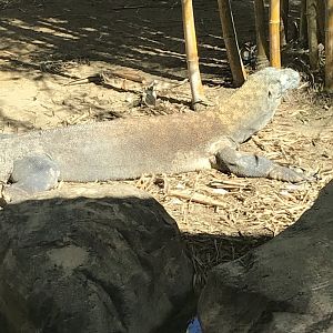 Komodo dragon