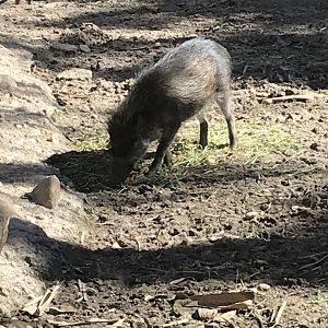 Visayan warty pig