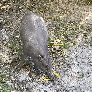 Sulawesi babirusa