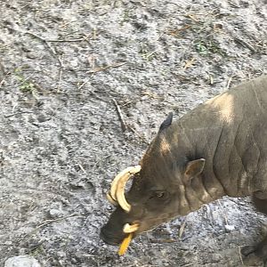 Sulawesi babirusa
