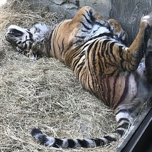 Sumatran tiger