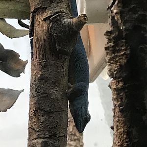 Turquoise dwarf gecko