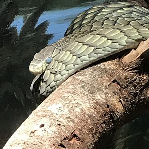 West African green mamba