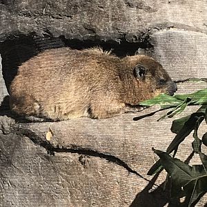Rock hyrax