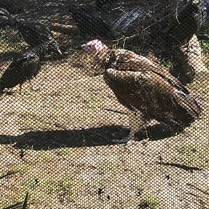 Lappet-faced vulture