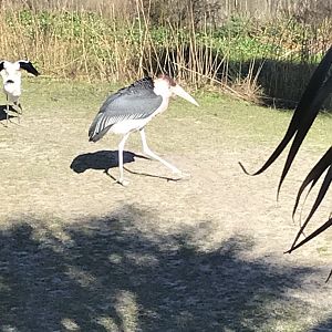 Marabou stork
