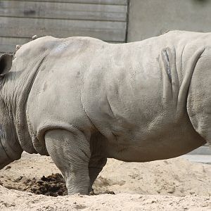 Southern white rhinoceros